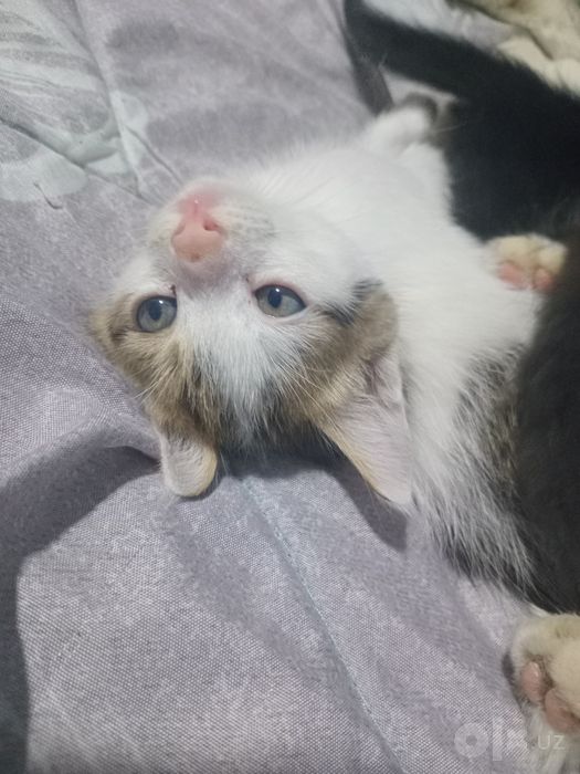 Котятки в добрые заботливые руки