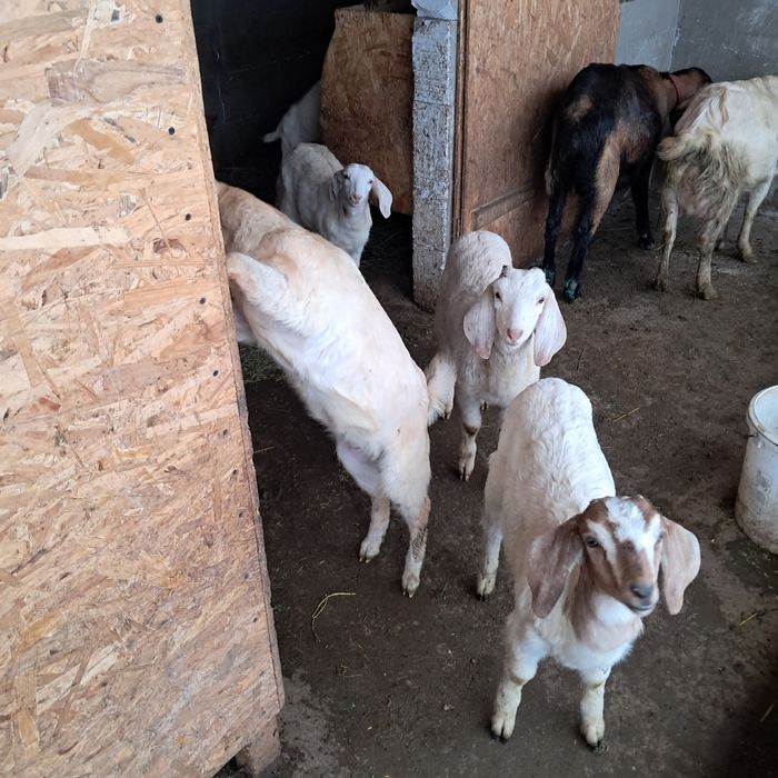 Vând iezi anglonubieni