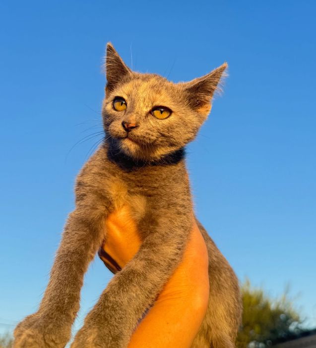 Котята в добрые руки!