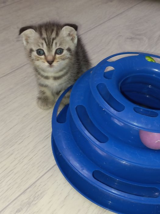 Продам шотландских котят.