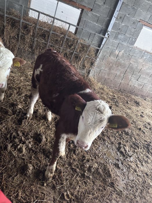 Vitele baltata romaneasca