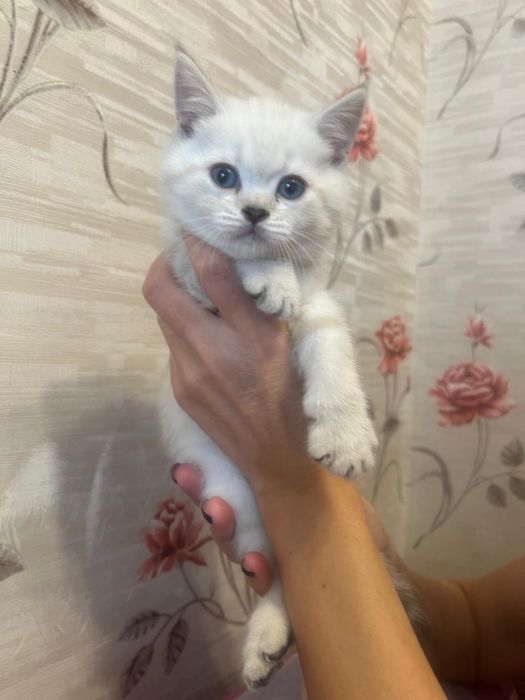 Продам котенка в добрые руки