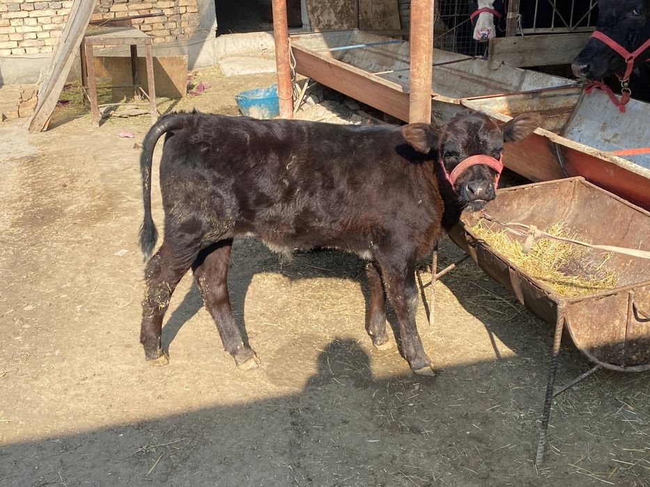 Она бола сигир сотилади