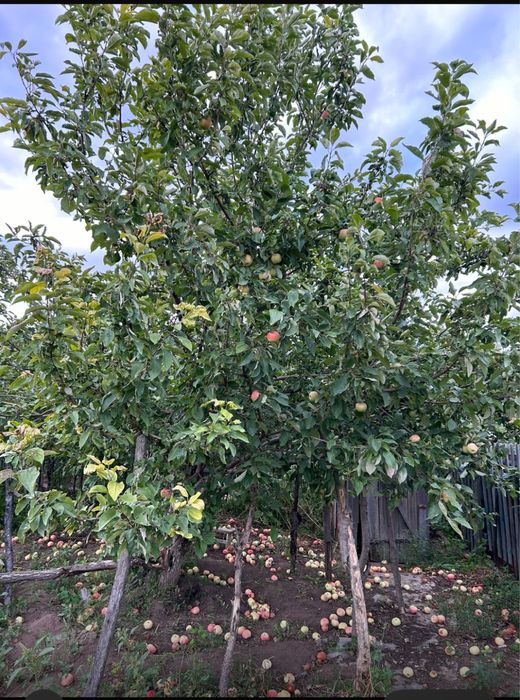 Сдаем  дачу в аренду