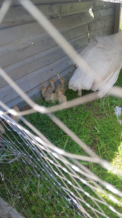 Продам Индюка и индюшек с птенцами
