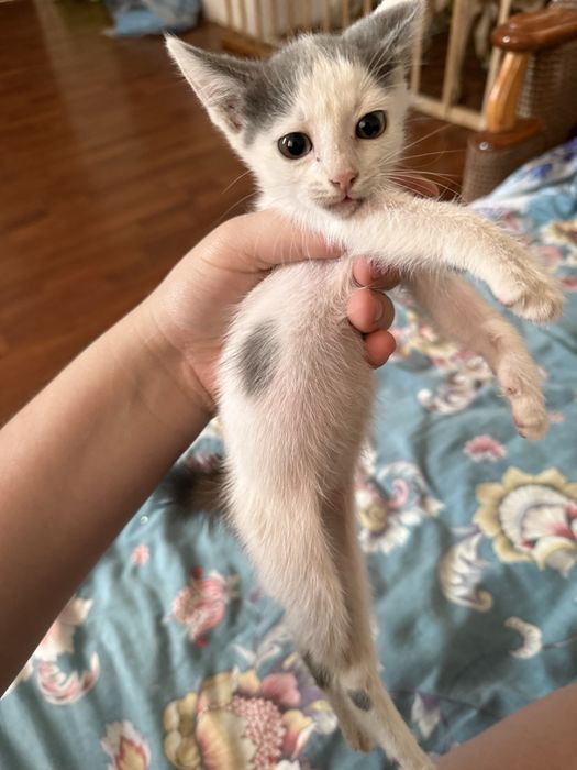 Котенок(девочка)