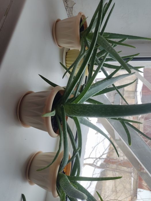 Алое Вера в горшках