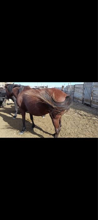 Семиз ту бие 5жасар 800мың