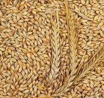 солома ячменная в рулонах продам