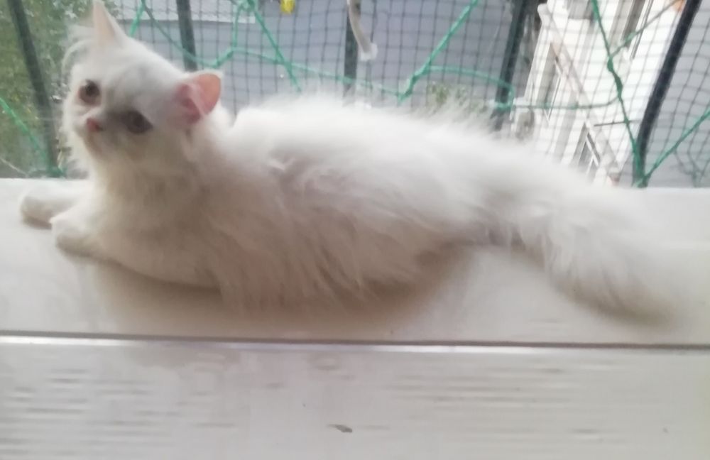 Персидские котята
