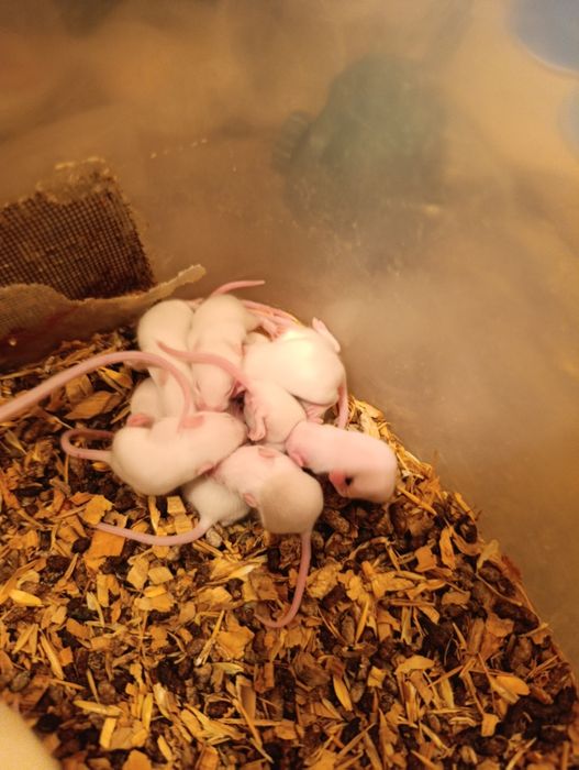 Продам мышек опушат.