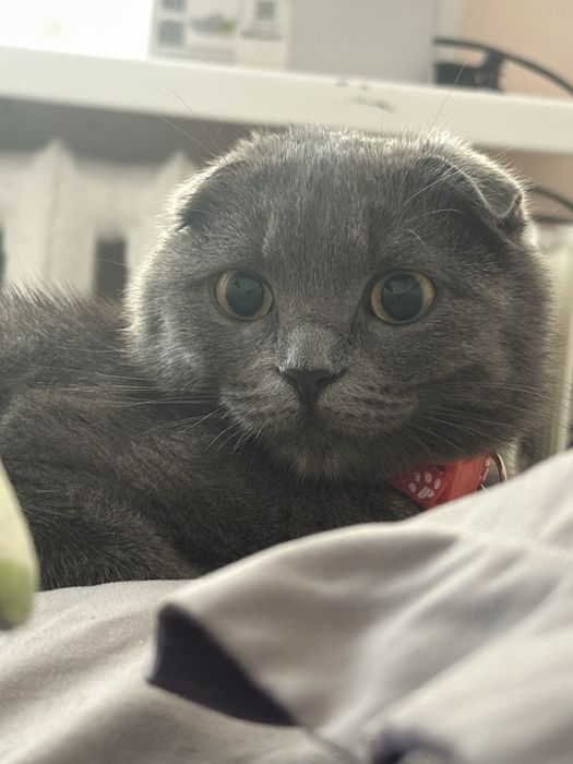 Шотландский вислоухий