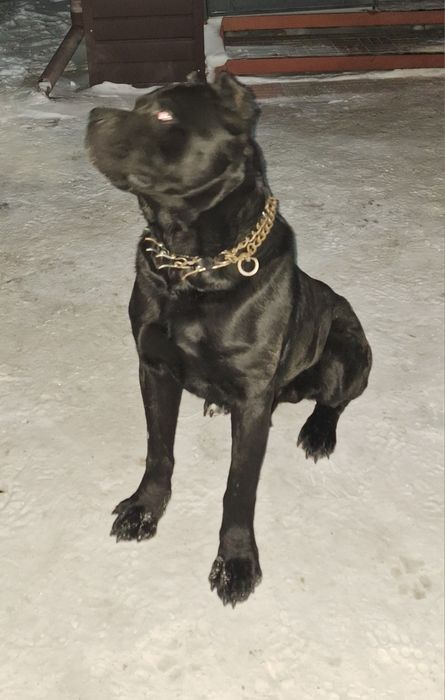 Кане корсо Вязка