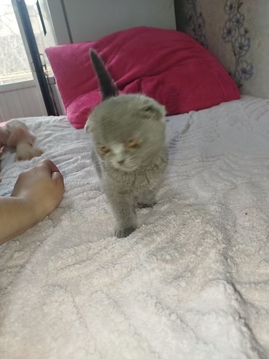 Катенок  девочка 2 месяца