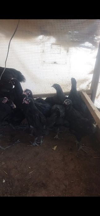 Джерси гигант балапан