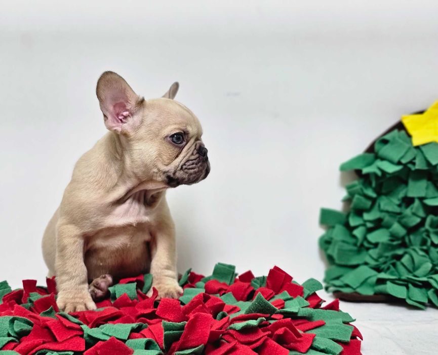 Mascul Bulldog francez