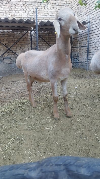 Киргиз Арашан кучкорлар сотилади