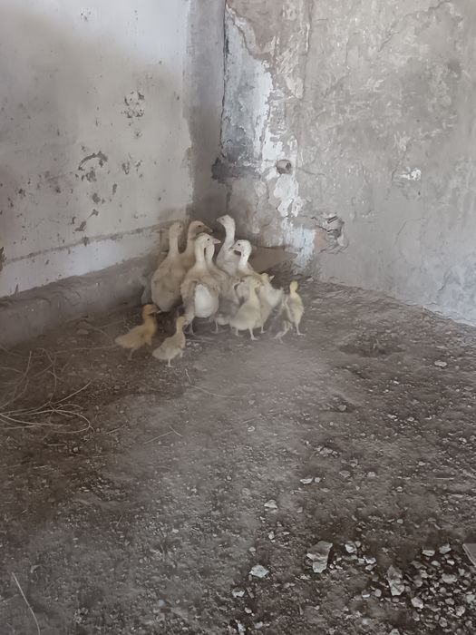 Қаз балапандары сатылады