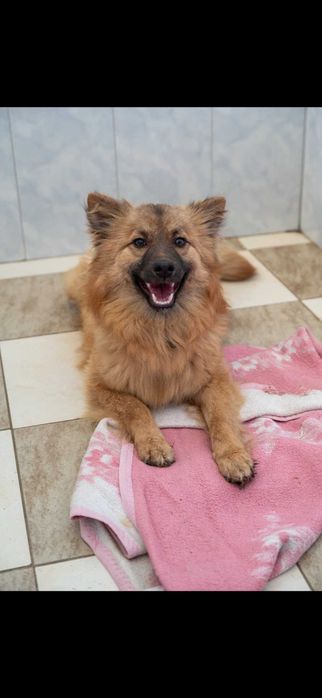 Кученца/котенце за осиновяване