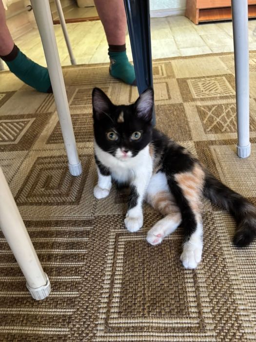 Котенок ищет свою семью