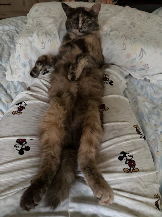 Кошки бесплатно ,1 год ,Город Алматы