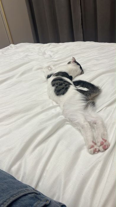 Отдам котенка в добрые руки