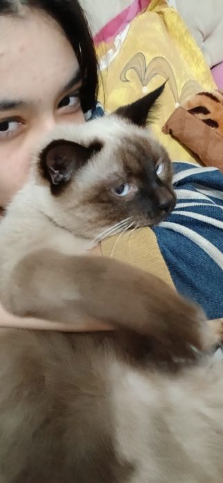 Кошка на продажу