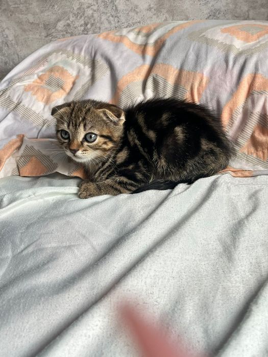 Котенок шотландский вислоухая
[08.05, 2