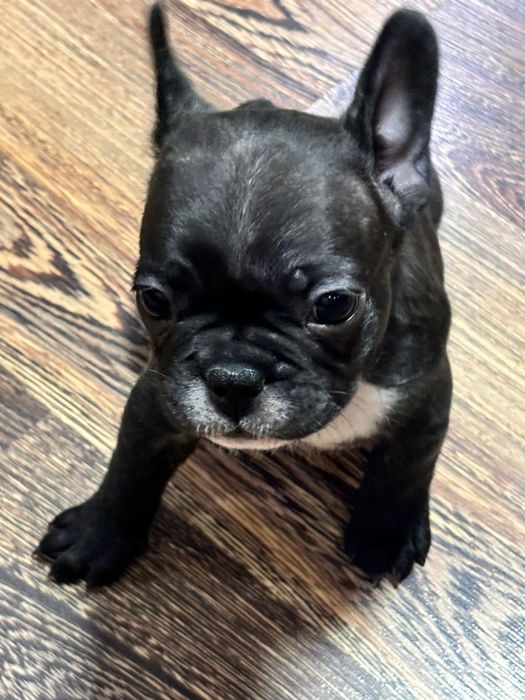 Продам щенков!!!