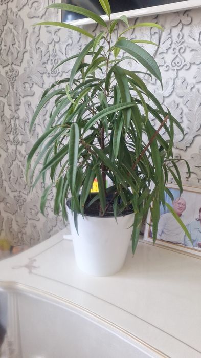 Домашние растение срочно