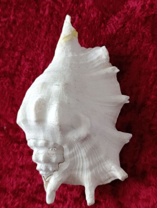 Ракушка Карибы , игрушки , куклы и т.д.