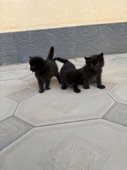 Маленькие котята