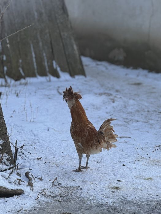 Cocosi paduana motata olandeza