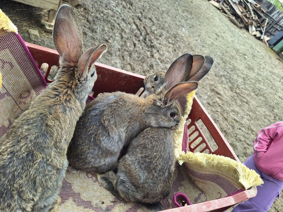 Vând iepuri uriaș german