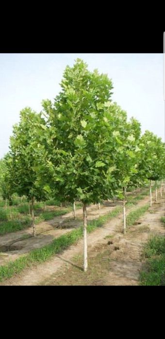 Vindem platan de toate dimensiunile