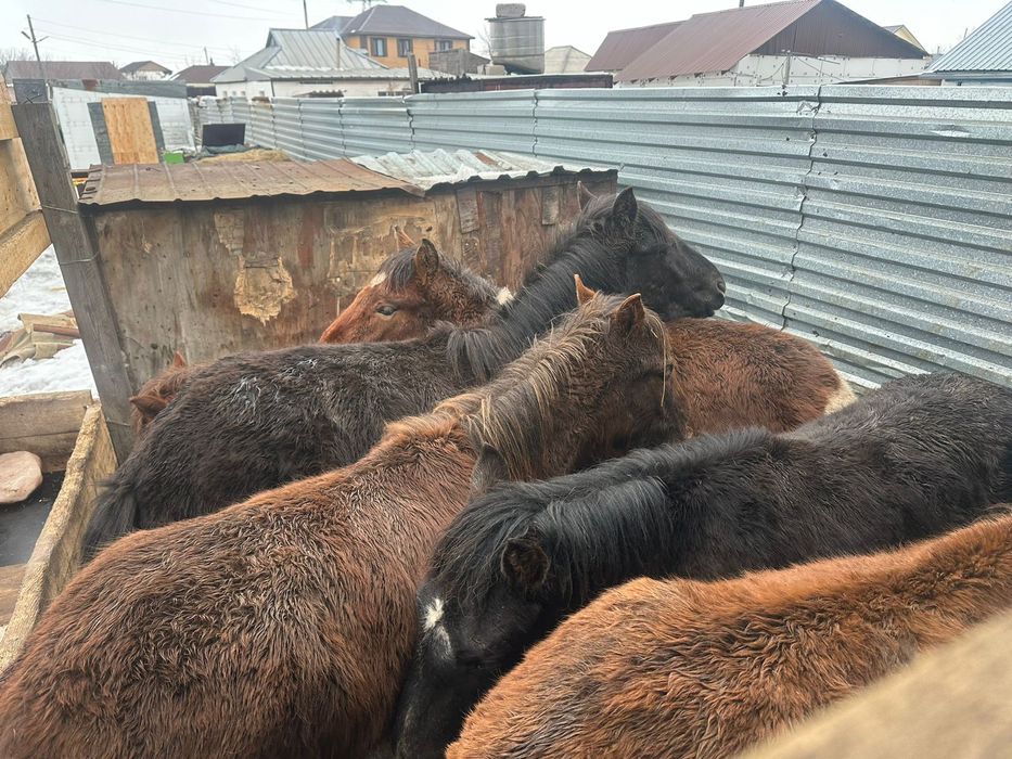 Продам тайлар жемде тұр