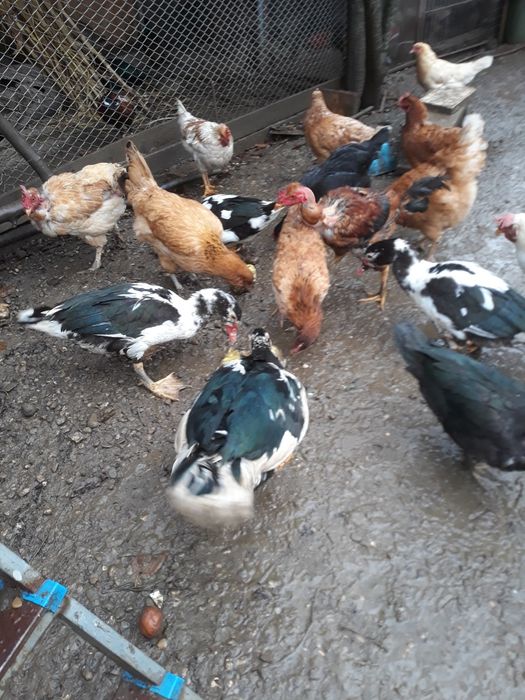 Rate lesesti de vanzare-190