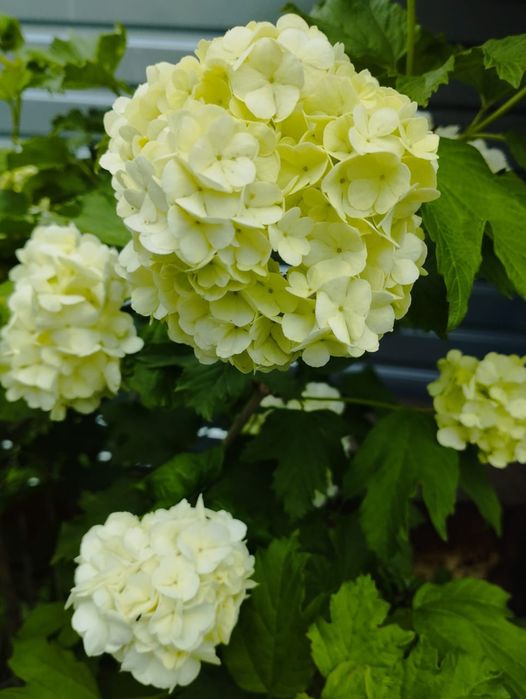 Многолетние цветы