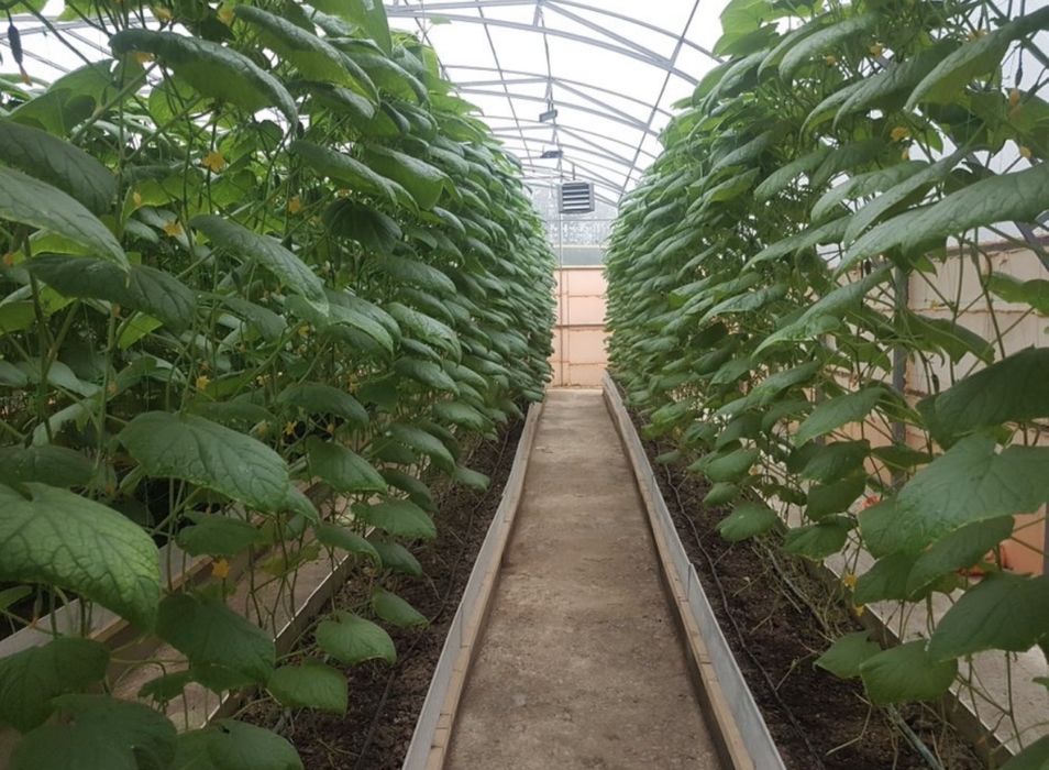 Продам теплицу 20х12