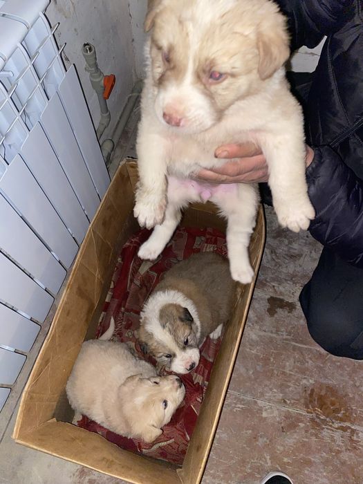 Казахи Тобет девочки