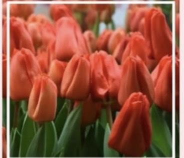 Тюльпаны к 8 Марта