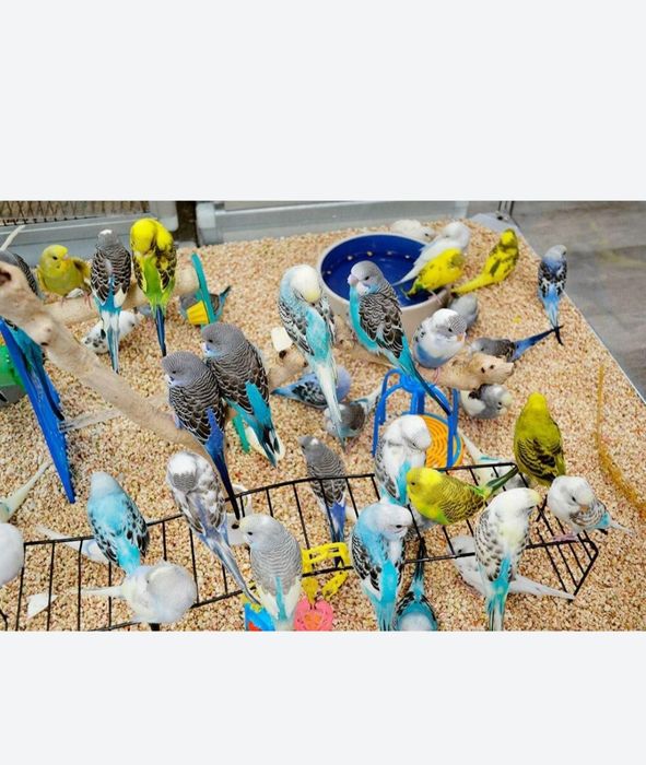 Волнистые попугаи птенцы