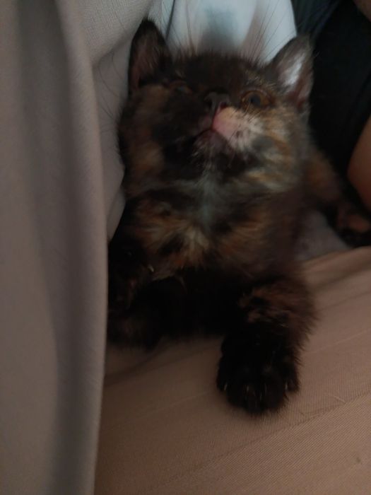 Котята бесплатно