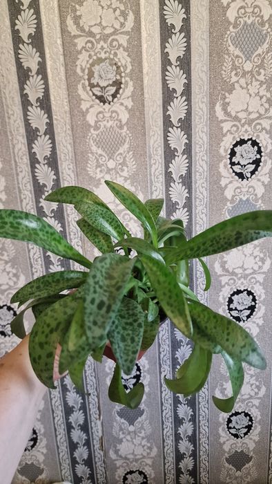 Продам дримиопсис