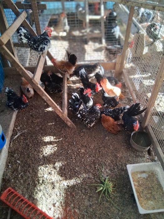 Pasari pitice chabo bobat.