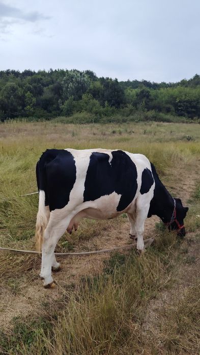 vaca bună de lapte