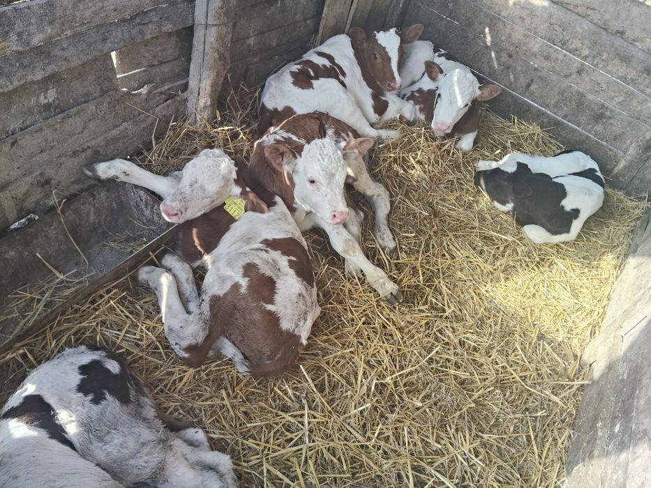 Taurasi sugarii de vânzare