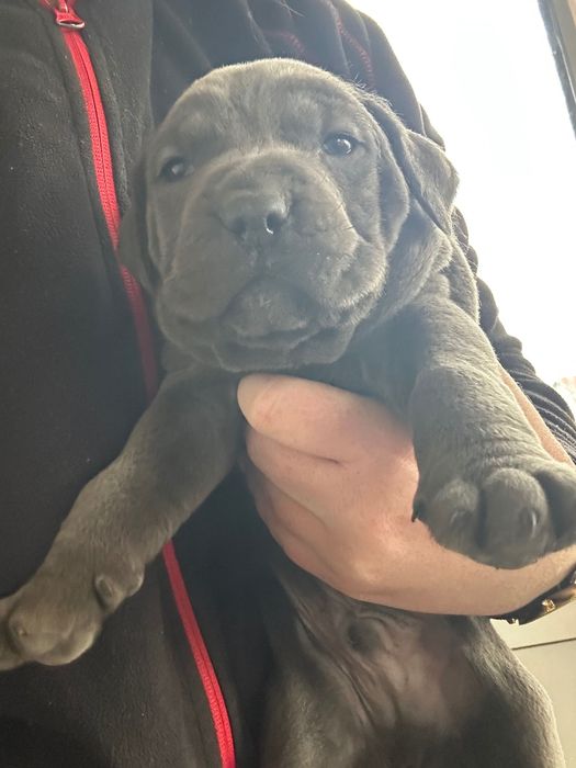 Кане корсо сиви малчовци