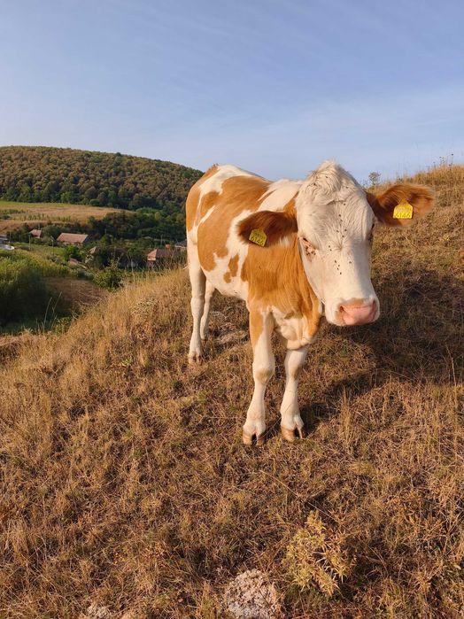 Jurincă de vaca gestanta