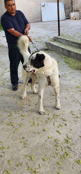 Alabay kuchuk 2 yoshar